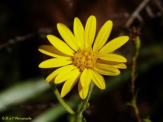 {Pityopsis graminifolia}
